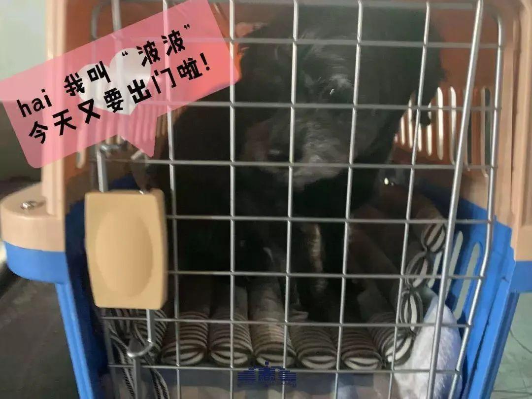 长春市最新发展动态深度解析，城市进步与观点论述