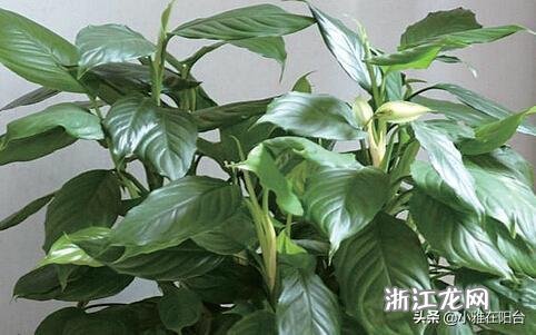 万年青行情深度解读，繁荣背后的故事