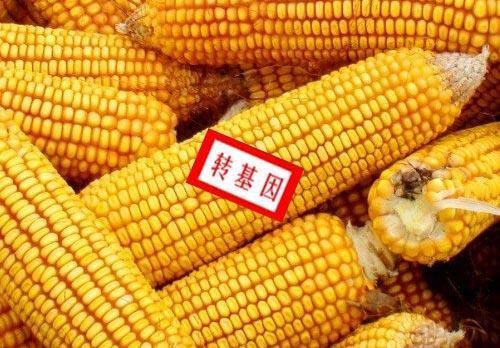 大北农转基因玉米最新动态，小巷特色小店揭秘