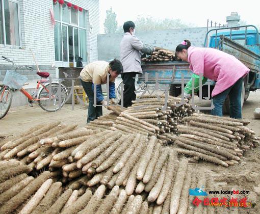 今年山药价格行情深度解析与预测