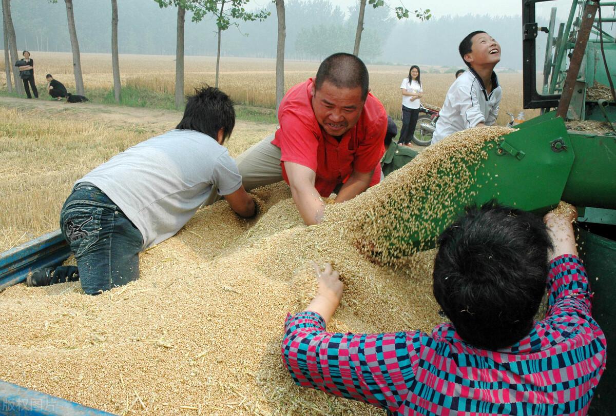 最新专家分析小麦市场行情动态