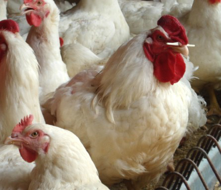今日淘汰蛋鸡最新价格行情分析📈🐔